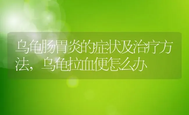 乌龟肠胃炎的症状及治疗方法,乌龟拉血便怎么办 | 养殖学堂