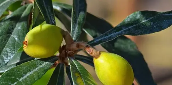 让枇杷增产需要掌握的种植技术有哪些？ | 常识大全