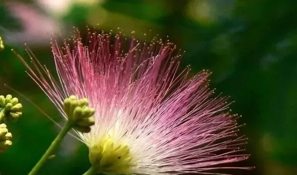 合欢花与芙蓉花的区别 | 生活妙招