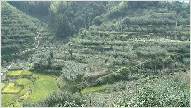 雪梨种植适宜地 | 农广天地