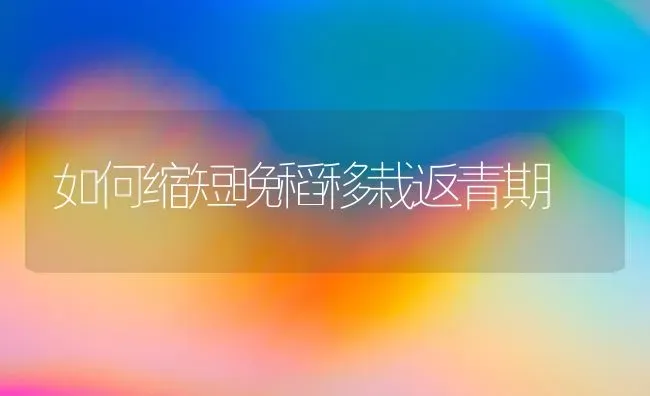 如何缩短晚稻移栽返青期 | 养殖知识