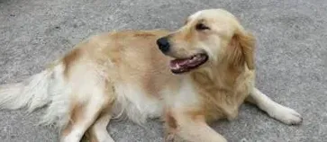 狗狗绝育的好处与坏处,狗狗做绝育的利与弊？