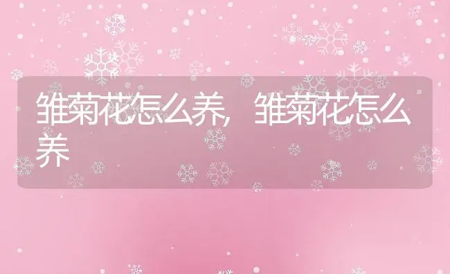 雏菊花怎么养,雏菊花怎么养 | 养殖科普