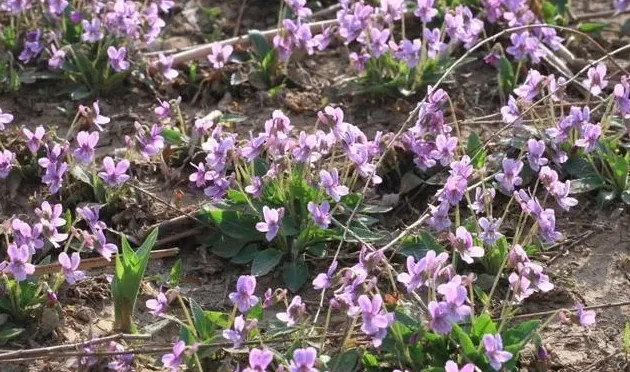 紫花地丁花期是什么时候,紫花地丁和早开堇菜怎么区分？