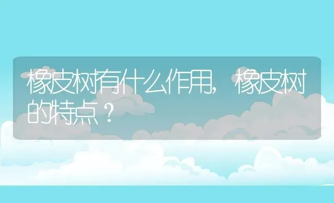 橡皮树有什么作用,橡皮树的特点？ | 养殖科普