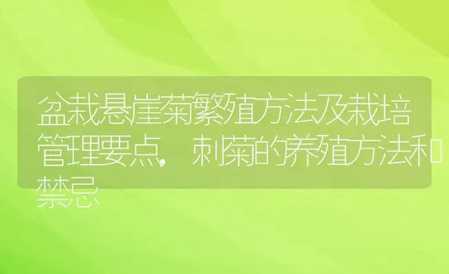 盆栽悬崖菊繁殖方法及栽培管理要点,刺菊的养殖方法和禁忌 | 养殖学堂