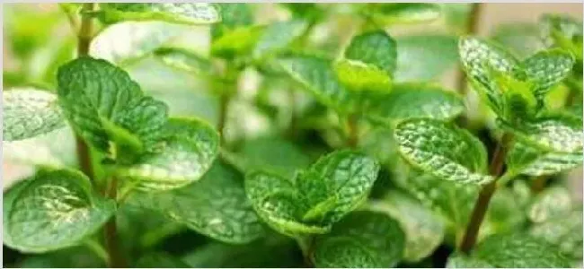 怎么区分薄荷和留兰香 | 实用知识