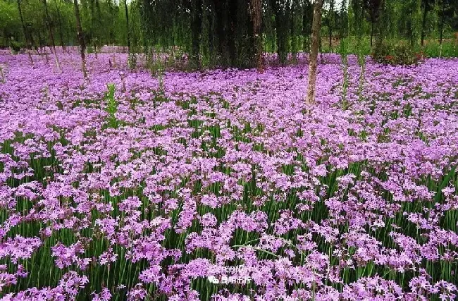 紫娇花像韭菜能吃吗,洋韭菜是什么意思？