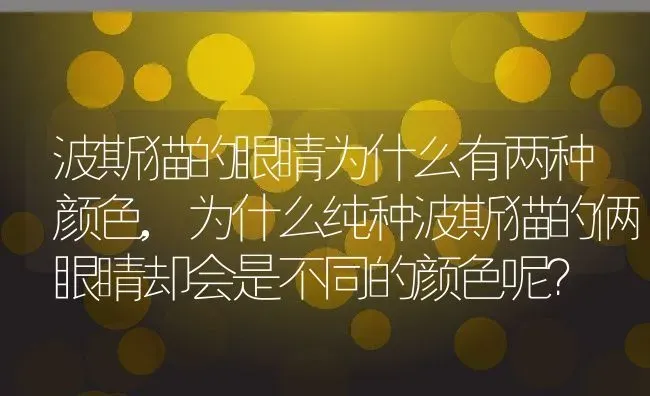 波斯猫的眼睛为什么有两种颜色,为什么纯种波斯猫的俩眼睛却会是不同的颜色呢？ | 养殖学堂