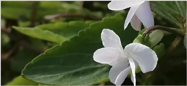 白花地丁能吃吗 | 生活常识