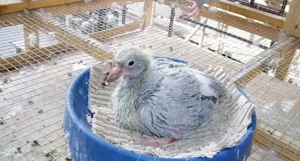 发展肉鸽养殖前的注意问题 | 农广天地