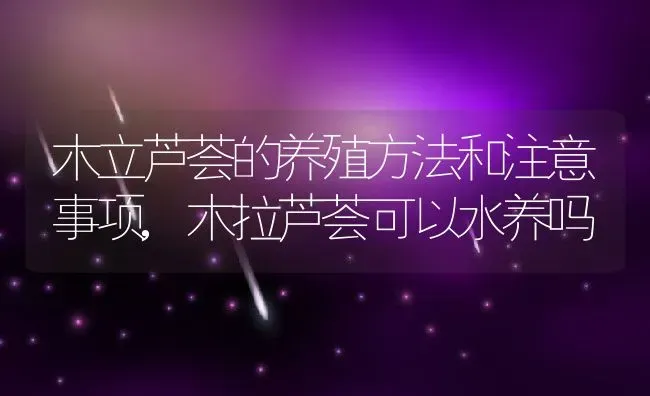 木立芦荟的养殖方法和注意事项,木拉芦荟可以水养吗 | 养殖学堂
