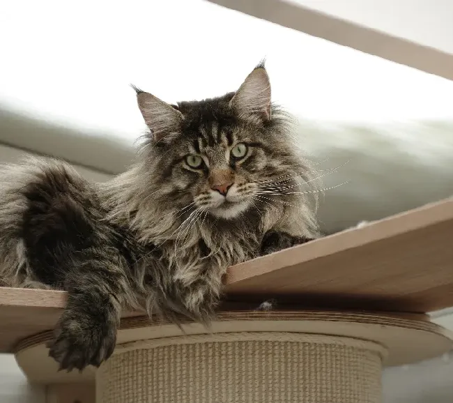 缅因猫十大最好看的毛色,品相最好的缅因猫？