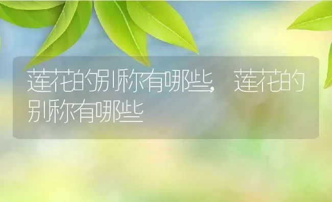 虎皮兰开花是什么样子的开花是好兆头,虎皮兰的花语和寓意是什么呢？ | 养殖科普