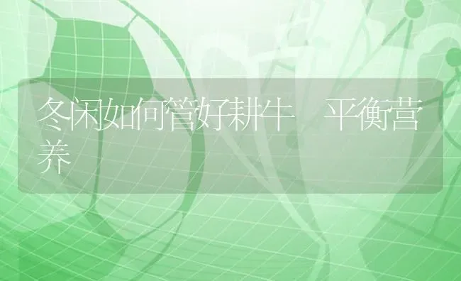 冬闲如何管好耕牛 平衡营养 | 养殖知识