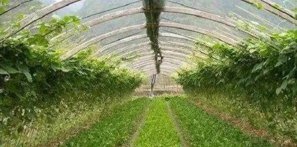 冬季蔬菜育苗要点及注意事项 | 实用知识