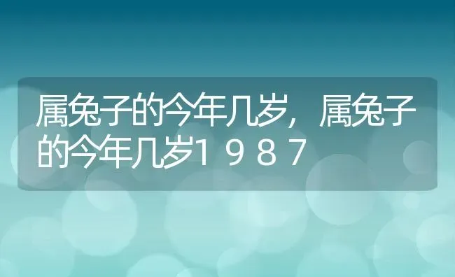 属兔子的今年几岁,属兔子的今年几岁1987 | 养殖科普