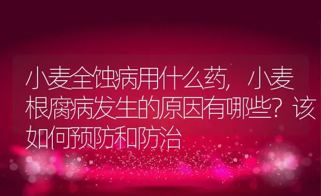 小麦全蚀病用什么药,小麦根腐病发生的原因有哪些？该如何预防和防治 | 养殖学堂