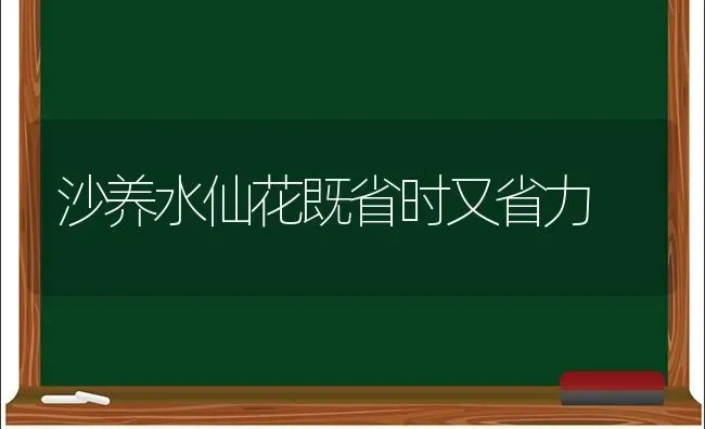 沙养水仙花既省时又省力 | 养殖知识