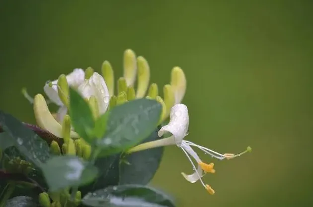 耐阴的爬藤花卉有哪些,喜阴和耐阴的开花地爬植物？