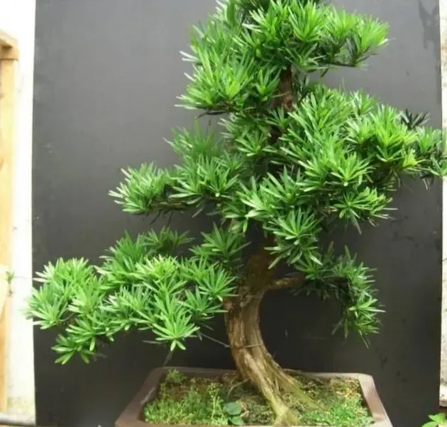 罗汉松盆景怎么养护常识,罗汉松种植技术及管理？