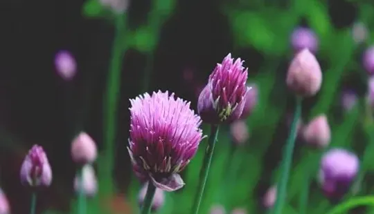 菊花代表什么象征意义,菊花的意义象征？