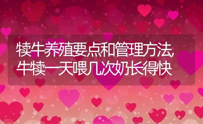 犊牛养殖要点和管理方法,牛犊一天喂几次奶长得快 | 养殖学堂