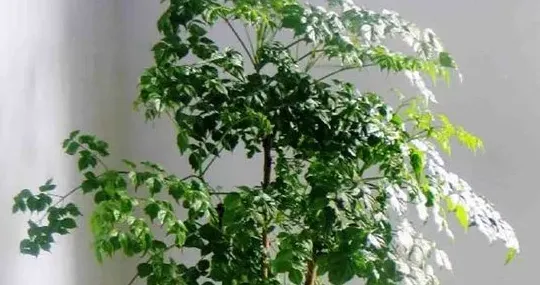 幸福树怎么繁殖方法,幸福树怎样扦插繁殖？