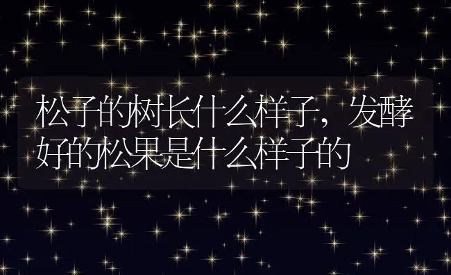 松子的树长什么样子,发酵好的松果是什么样子的 | 养殖学堂