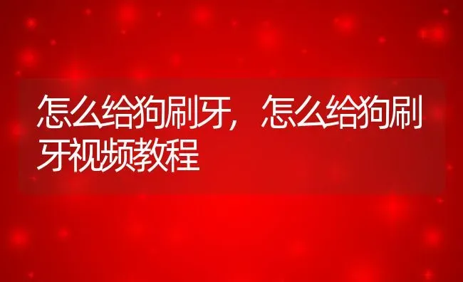 怎么给狗刷牙,怎么给狗刷牙视频教程 | 养殖资料