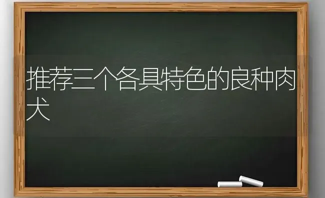 推荐三个各具特色的良种肉犬 | 养殖知识