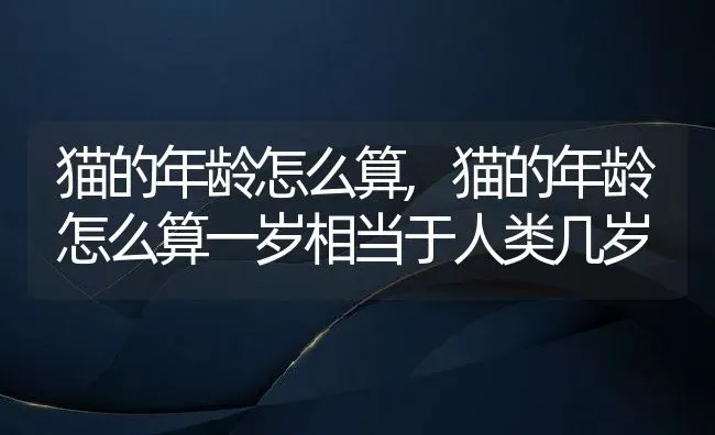 猫的年龄怎么算,猫的年龄怎么算一岁相当于人类几岁 | 养殖科普