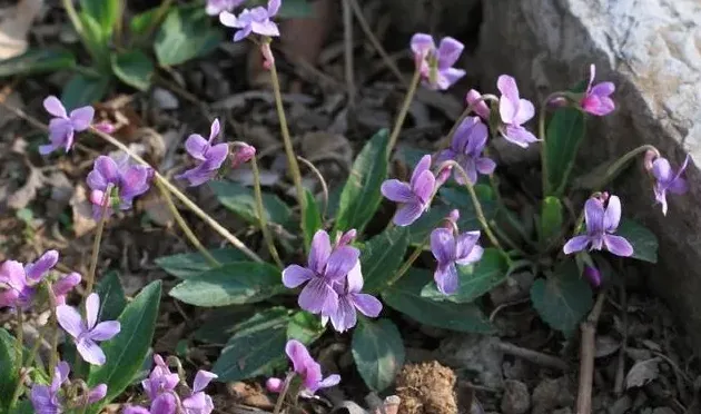 紫花地丁花期是什么时候,紫花地丁和早开堇菜怎么区分？