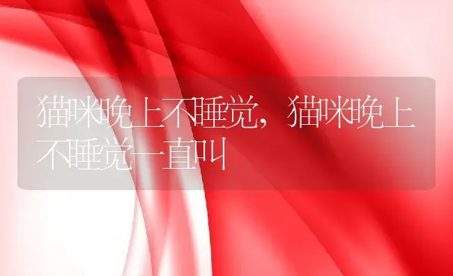 猫咪晚上不睡觉,猫咪晚上不睡觉一直叫 | 养殖资料