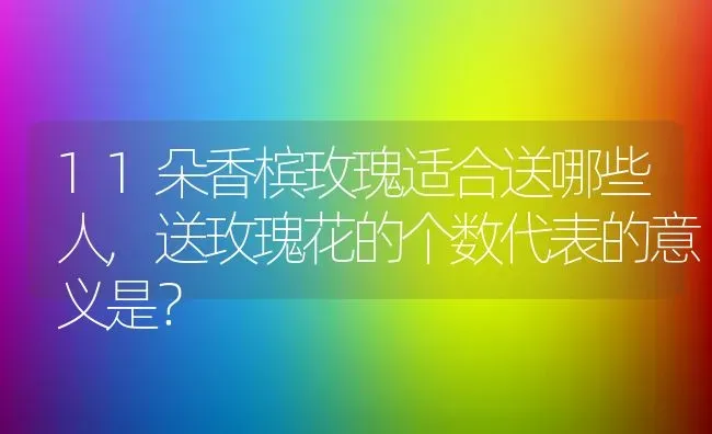 11朵香槟玫瑰适合送哪些人,送玫瑰花的个数代表的意义是？ | 养殖学堂