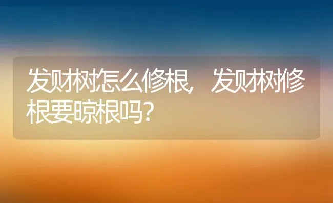 发财树怎么修根,发财树修根要晾根吗？ | 养殖科普