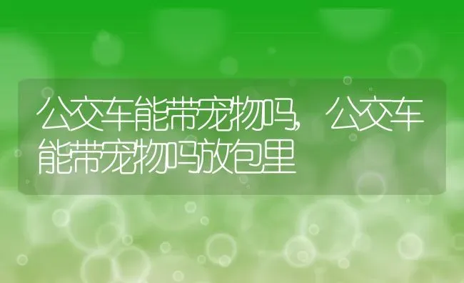 公交车能带宠物吗,公交车能带宠物吗放包里 | 养殖资料