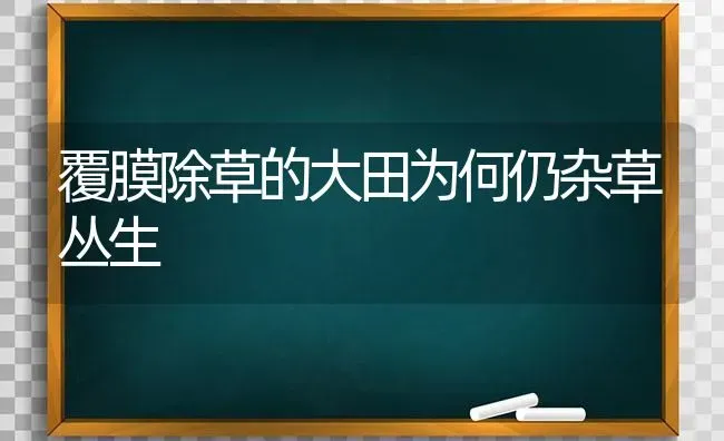 覆膜除草的大田为何仍杂草丛生 | 养殖知识