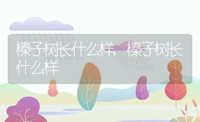 榛子树长什么样,榛子树长什么样 | 养殖科普