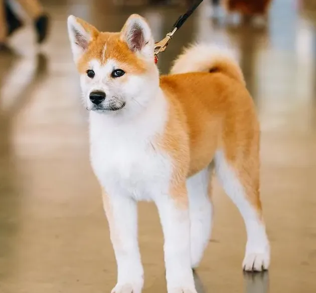 秋田犬的优缺点及性格,秋田犬特点？