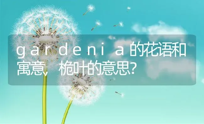 gardenia的花语和寓意,桅叶的意思？ | 养殖科普