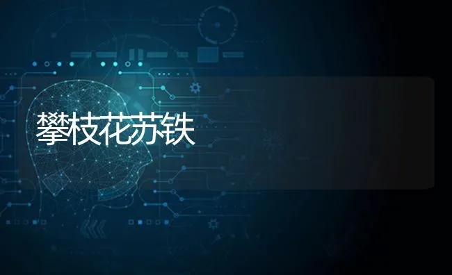 攀枝花苏铁 | 养殖技术大全