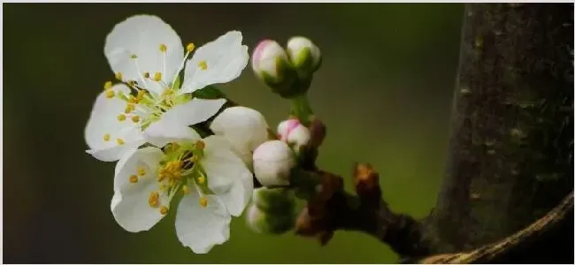 李花什么时候开 | 三农知识