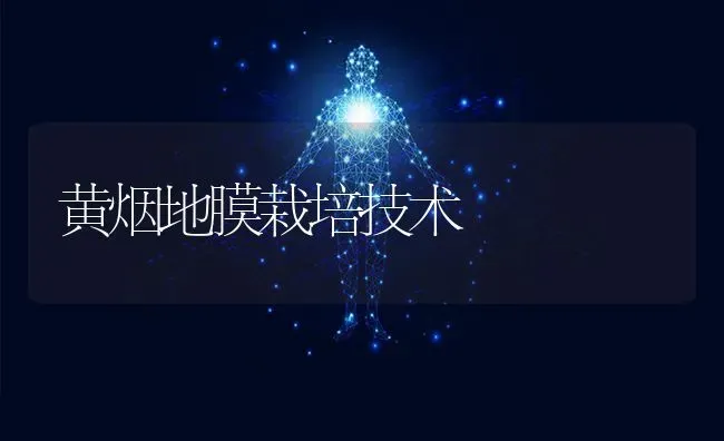 黄烟地膜栽培技术 | 养殖技术大全