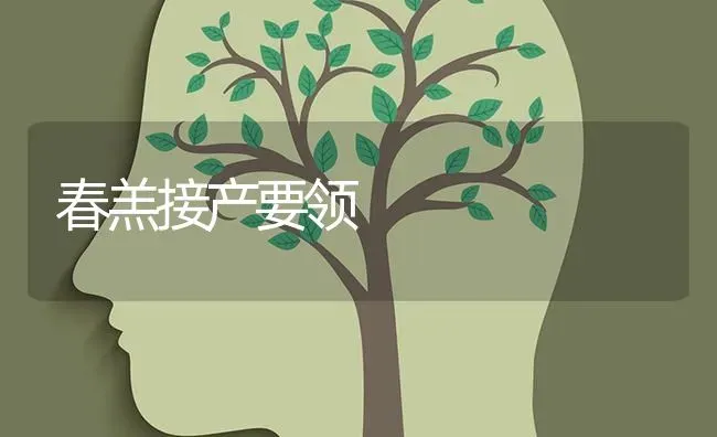 春羔接产要领 | 养殖知识