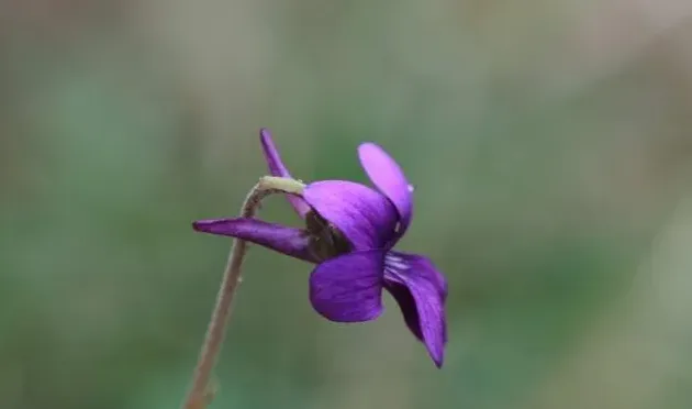 紫花地丁花期是什么时候,紫花地丁和早开堇菜怎么区分？