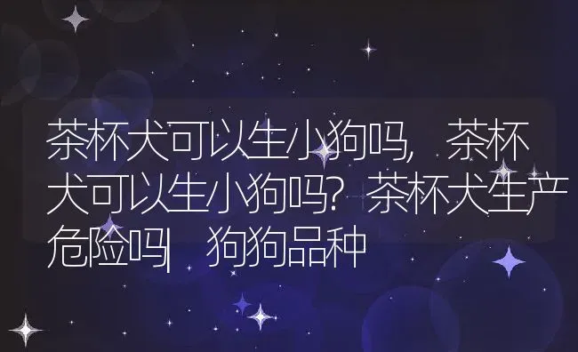 茶杯犬可以生小狗吗,茶杯犬可以生小狗吗?茶杯犬生产危险吗|狗狗品种 | 养殖科普