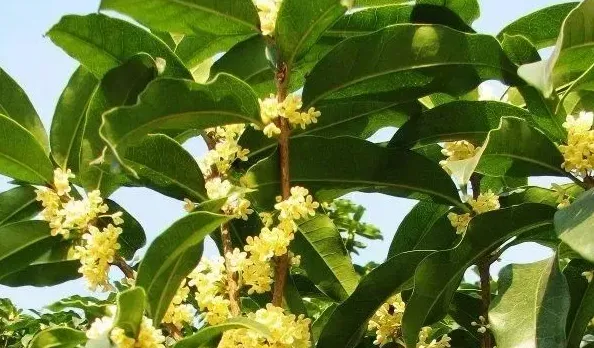 最香的桂花是什么品种,桂花最香排名榜？