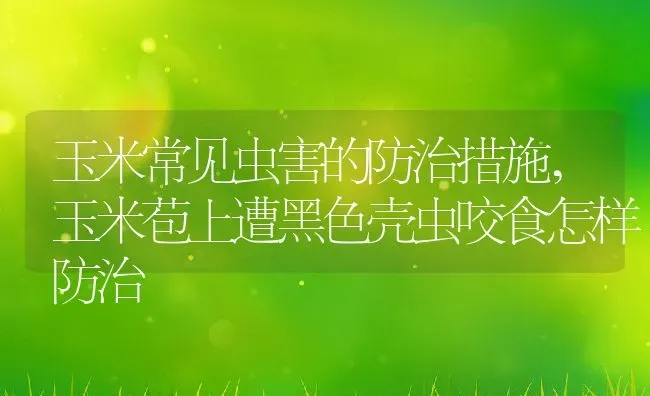 玉米常见虫害的防治措施,玉米苞上遭黑色壳虫咬食怎样防治 | 养殖学堂