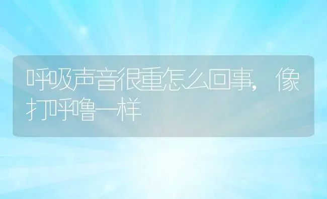 呼吸声音很重怎么回事,像打呼噜一样 | 养殖科普